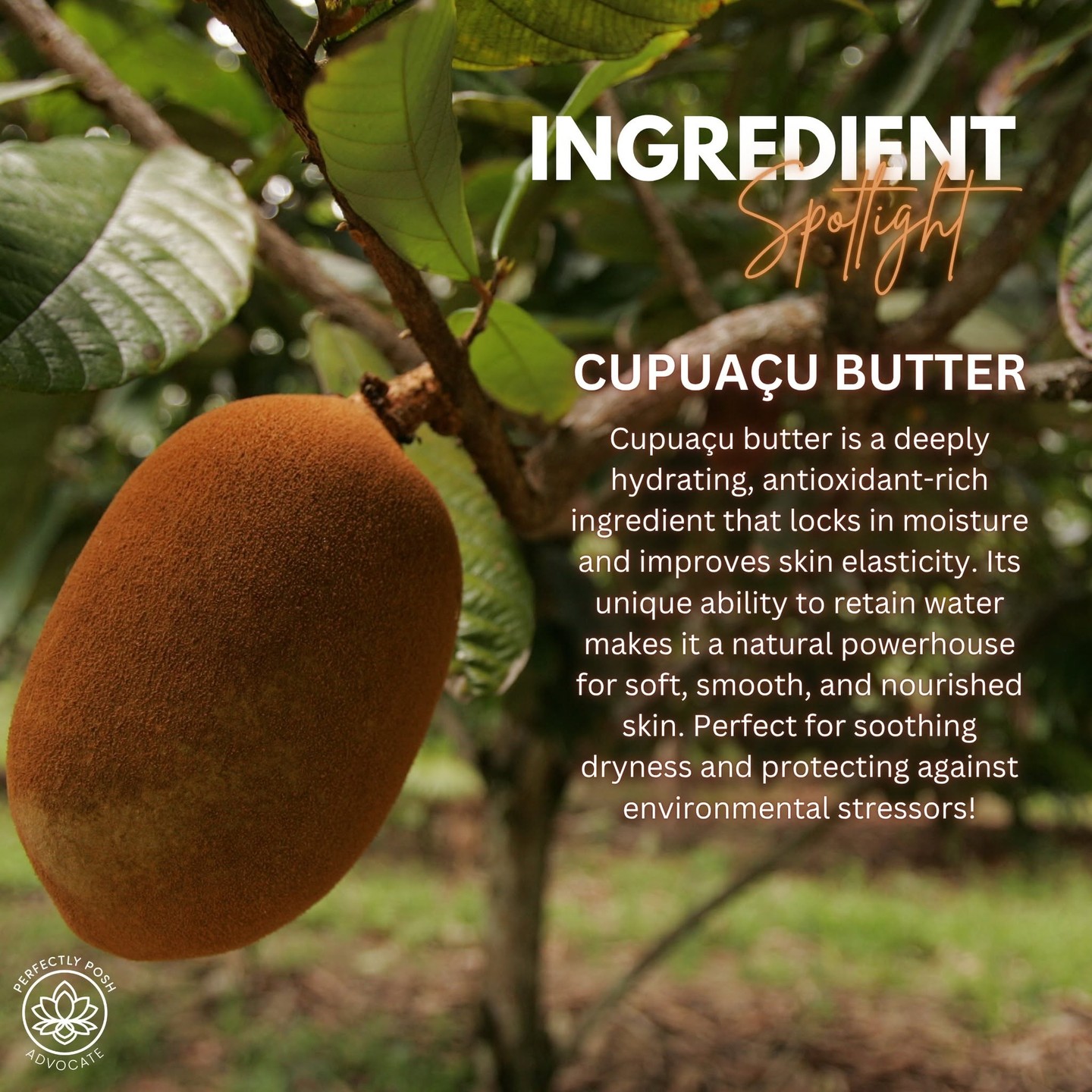 Here's what's packed in Snatched this week. 💛

Cupuacu butter ~ deeply hydrating, locks in moisture, improves skin elasticity. Caffeine ~ helps tighten and firm the look of skin with consistent use. Guarana extract ~ antioxidant rich, supports a more toned and revitalized glow.

Good ingredients doing real work underneath that amazing scent.

#janicaspamperedlife #perfectlyposh #snatched #goodingredients #skincare